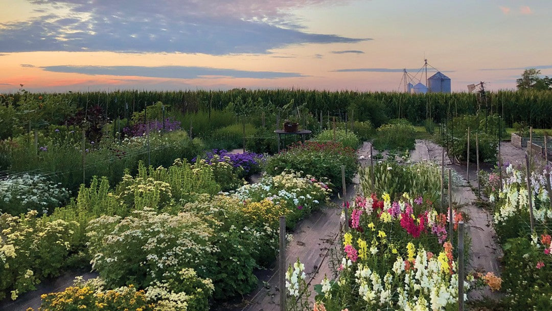 5 Picture-Perfect Flower Fields
